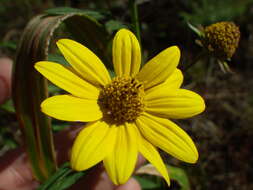 Image de Heliomeris multiflora Nutt.