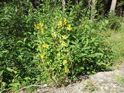 Image de Heliomeris multiflora Nutt.