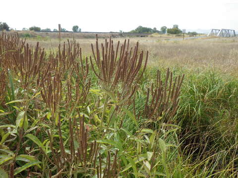 Image of swamp verbena