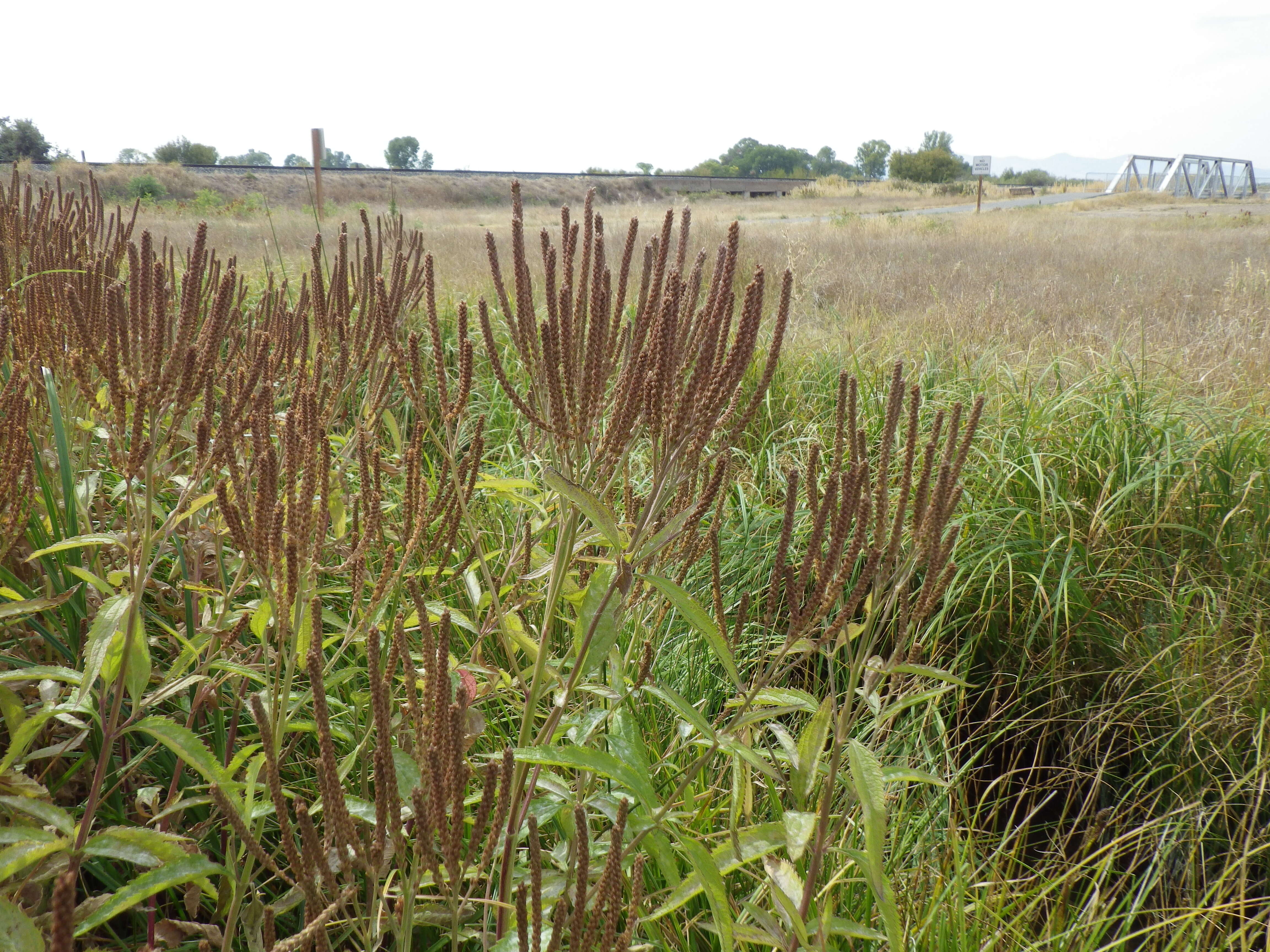 Image of swamp verbena