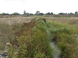 Image of swamp verbena