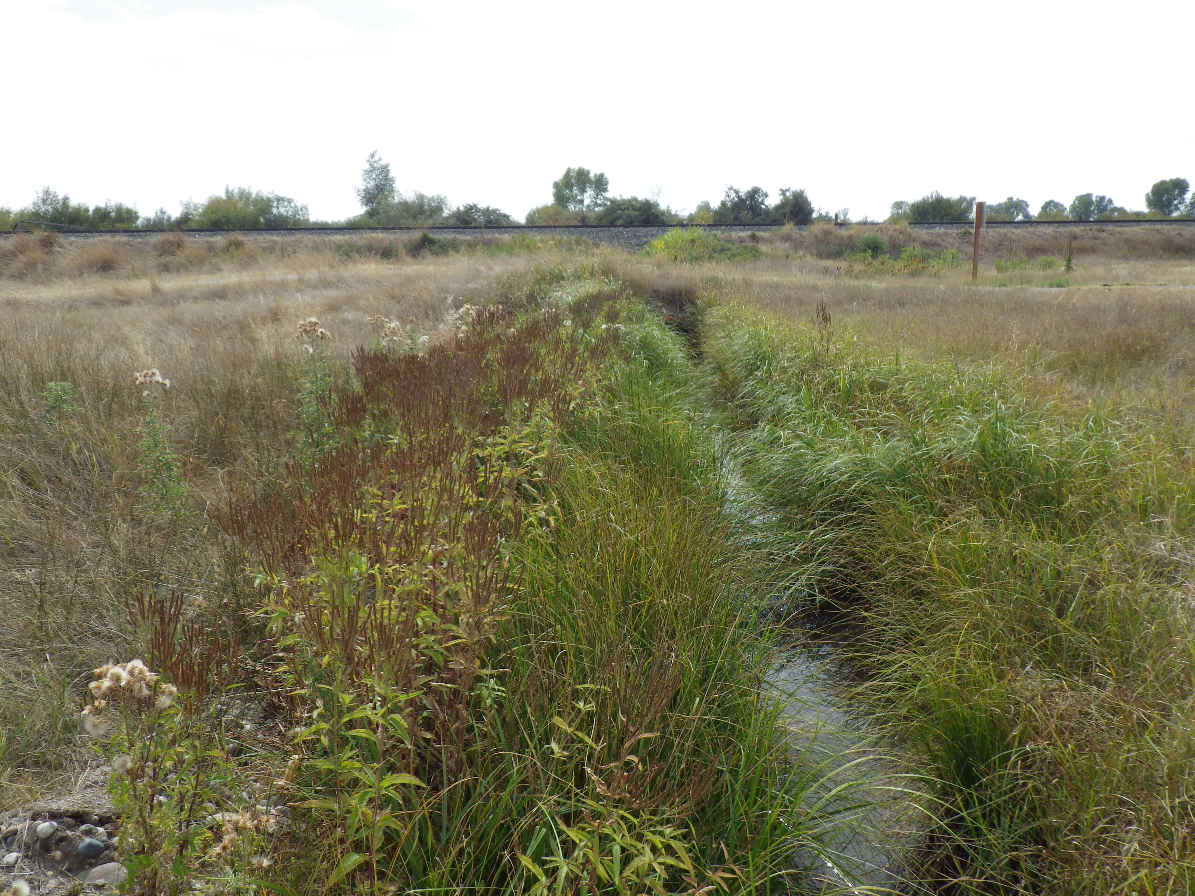 Image of swamp verbena