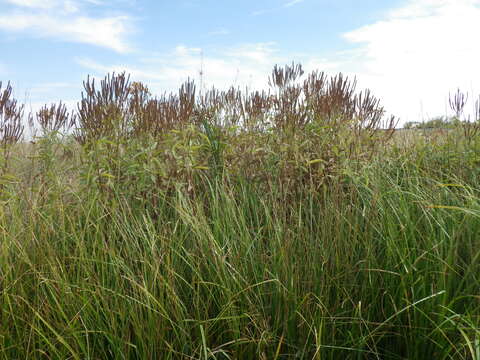 Image of swamp verbena