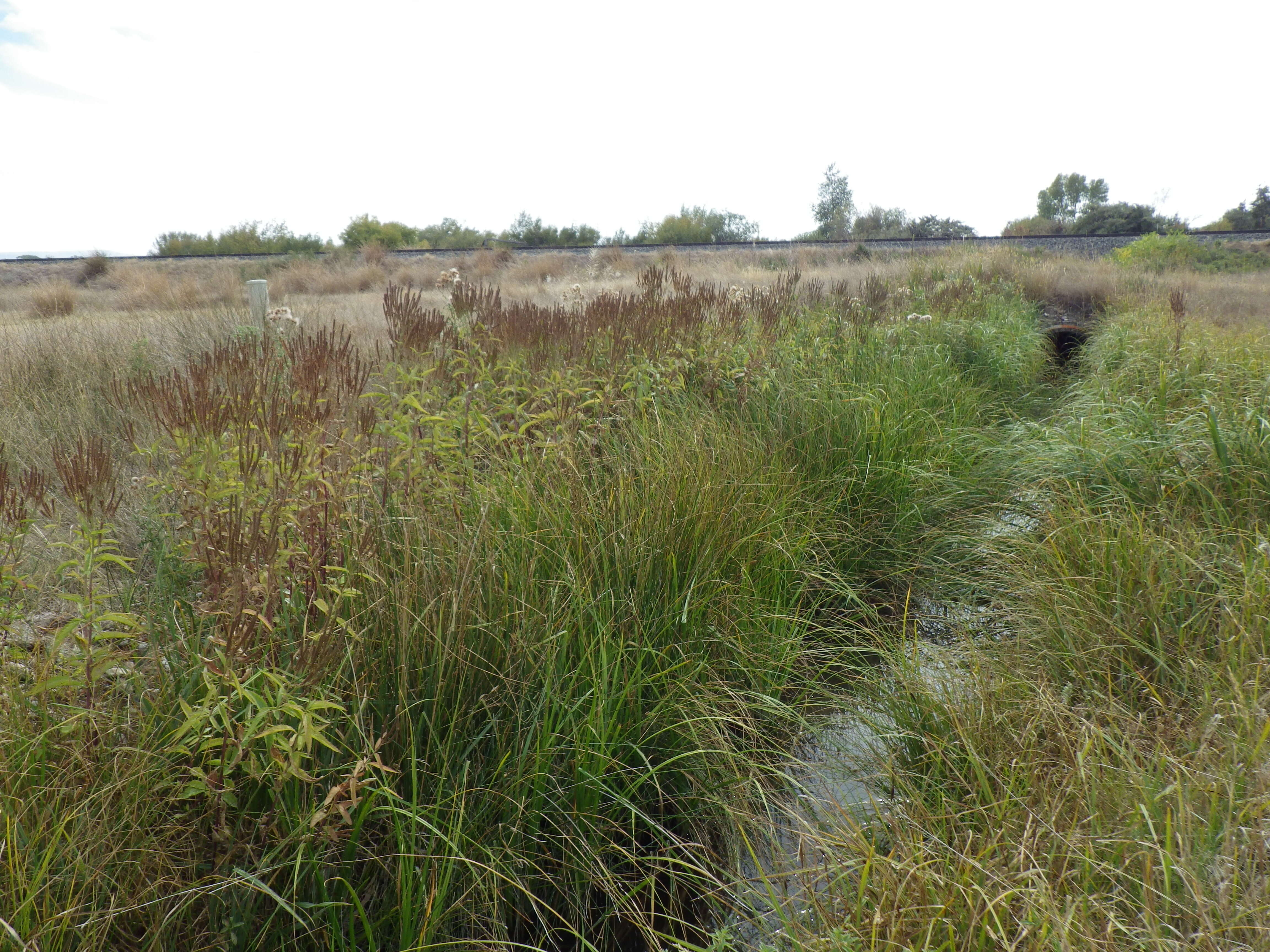 Image of swamp verbena