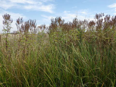 Image of swamp verbena