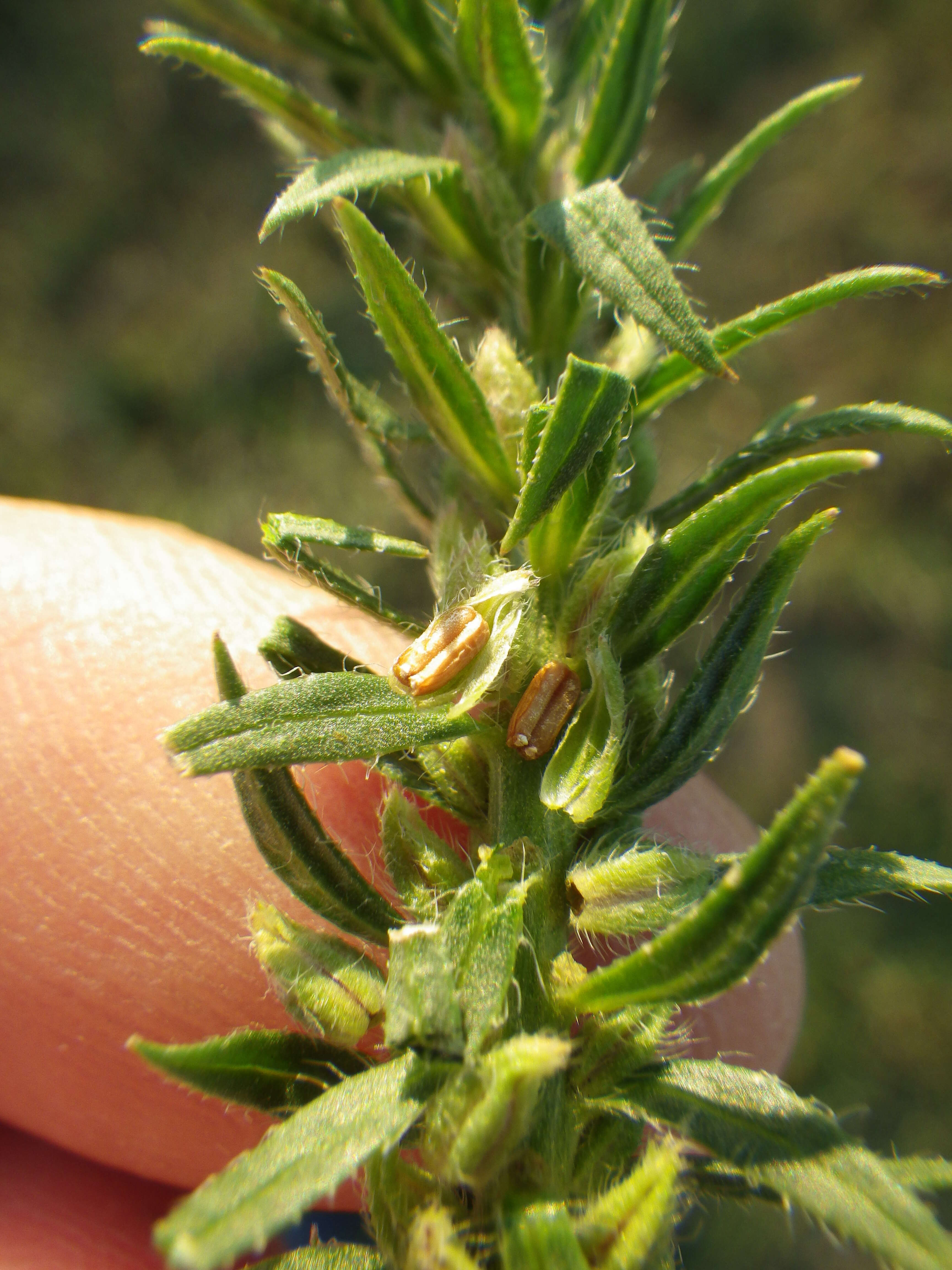 Image de Verbena bracteata Cav. ex Lag. & Rodr.