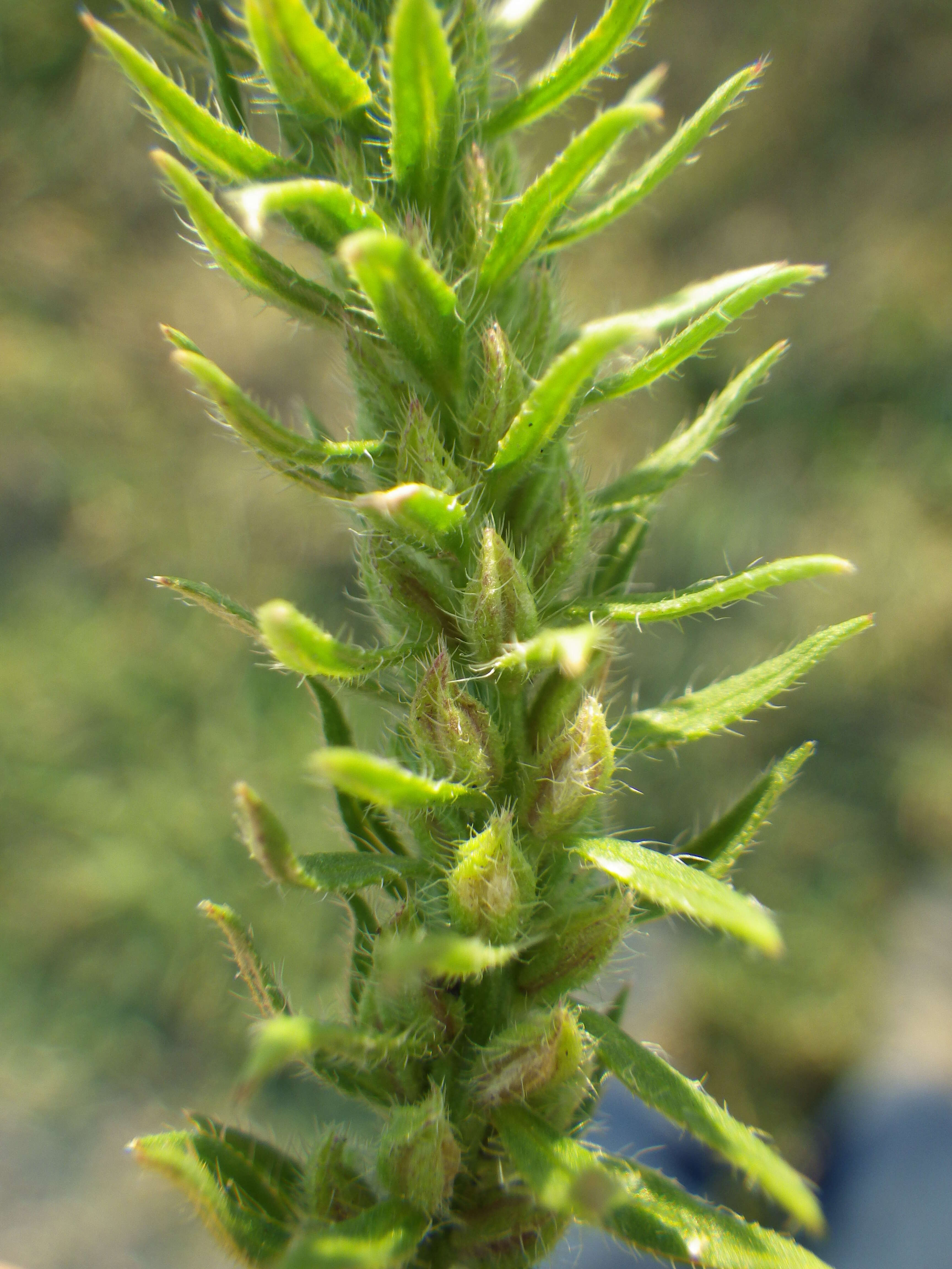 Image of bigbract verbena