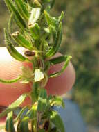 Image of bigbract verbena