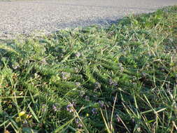 Image of bigbract verbena