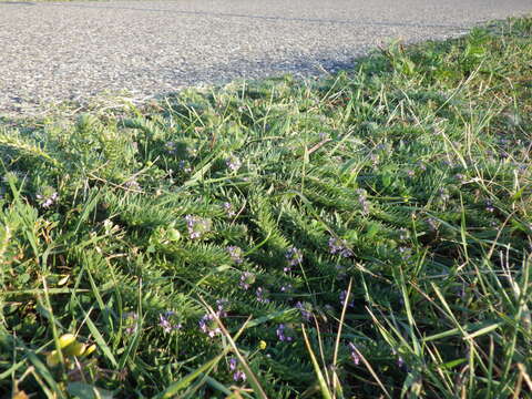 Image de Verbena bracteata Cav. ex Lag. & Rodr.