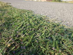 Image of bigbract verbena