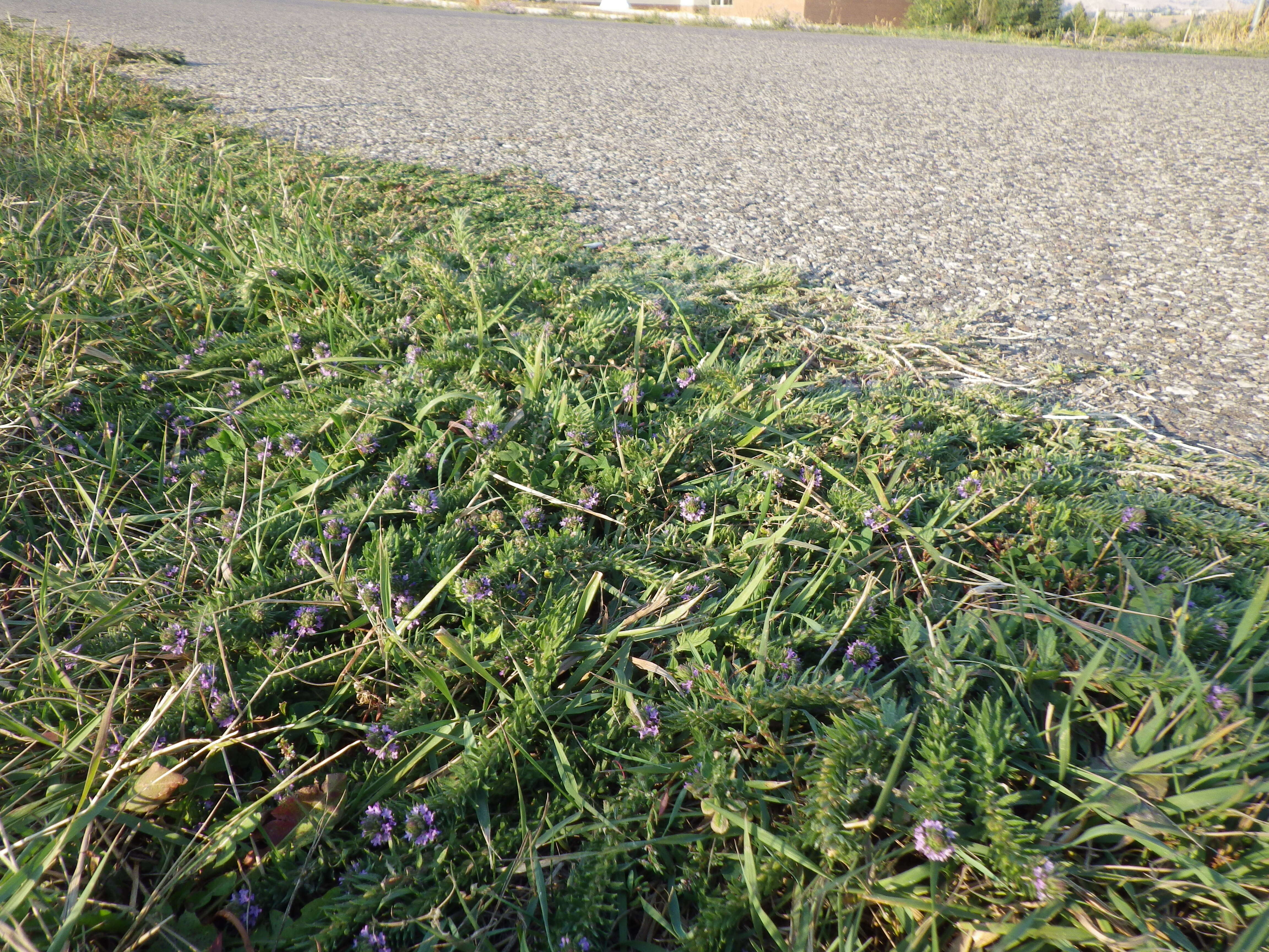 Image of bigbract verbena