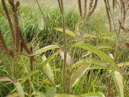 Image of swamp verbena