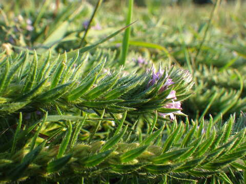 Image de Verbena bracteata Cav. ex Lag. & Rodr.