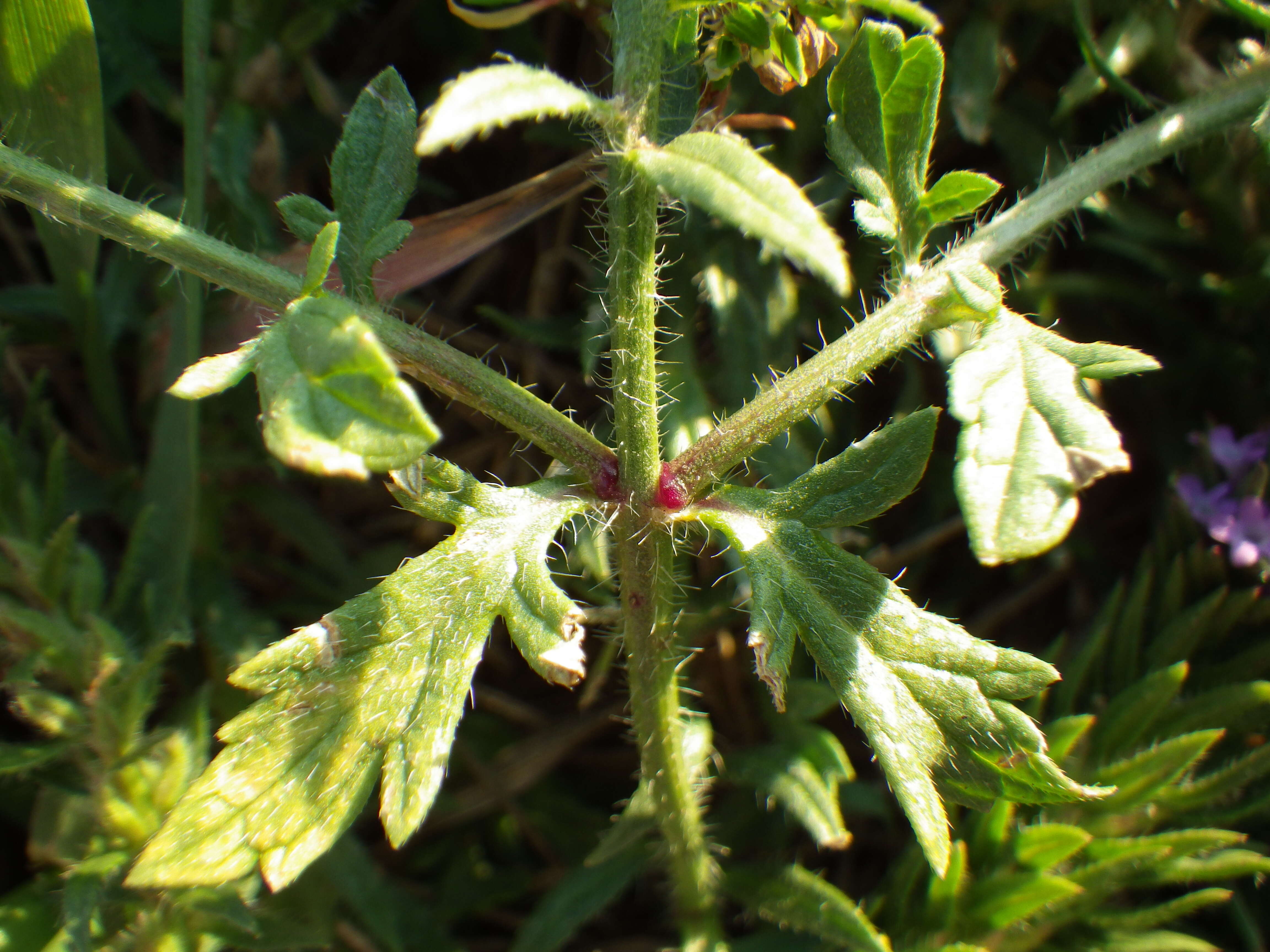 Image de Verbena bracteata Cav. ex Lag. & Rodr.