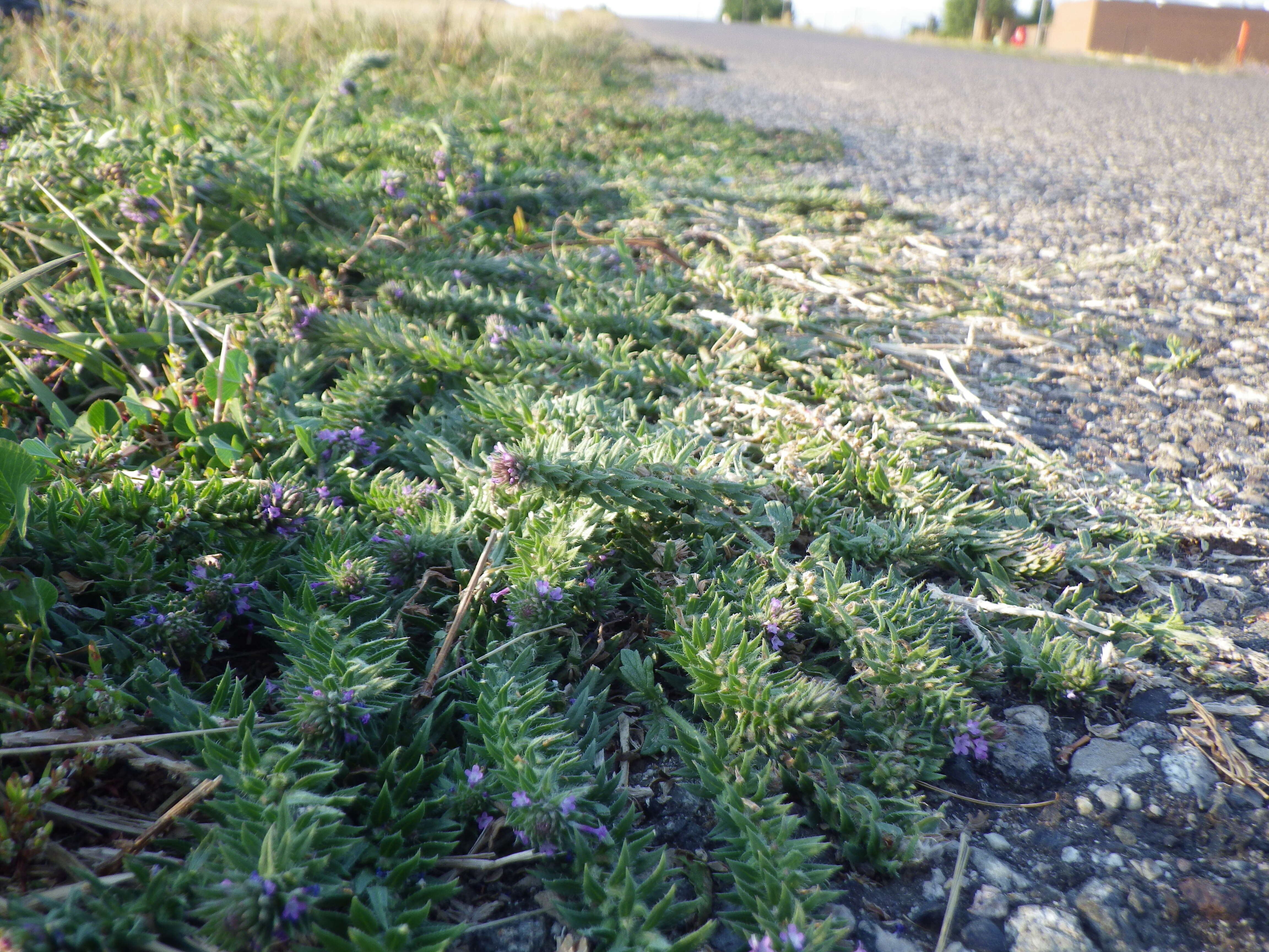 Image of bigbract verbena