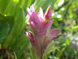 Image of Lemmon's Indian paintbrush