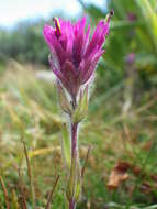 Image of Lemmon's Indian paintbrush