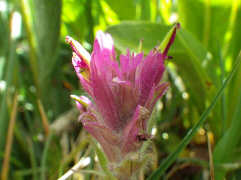 Image of Lemmon's Indian paintbrush