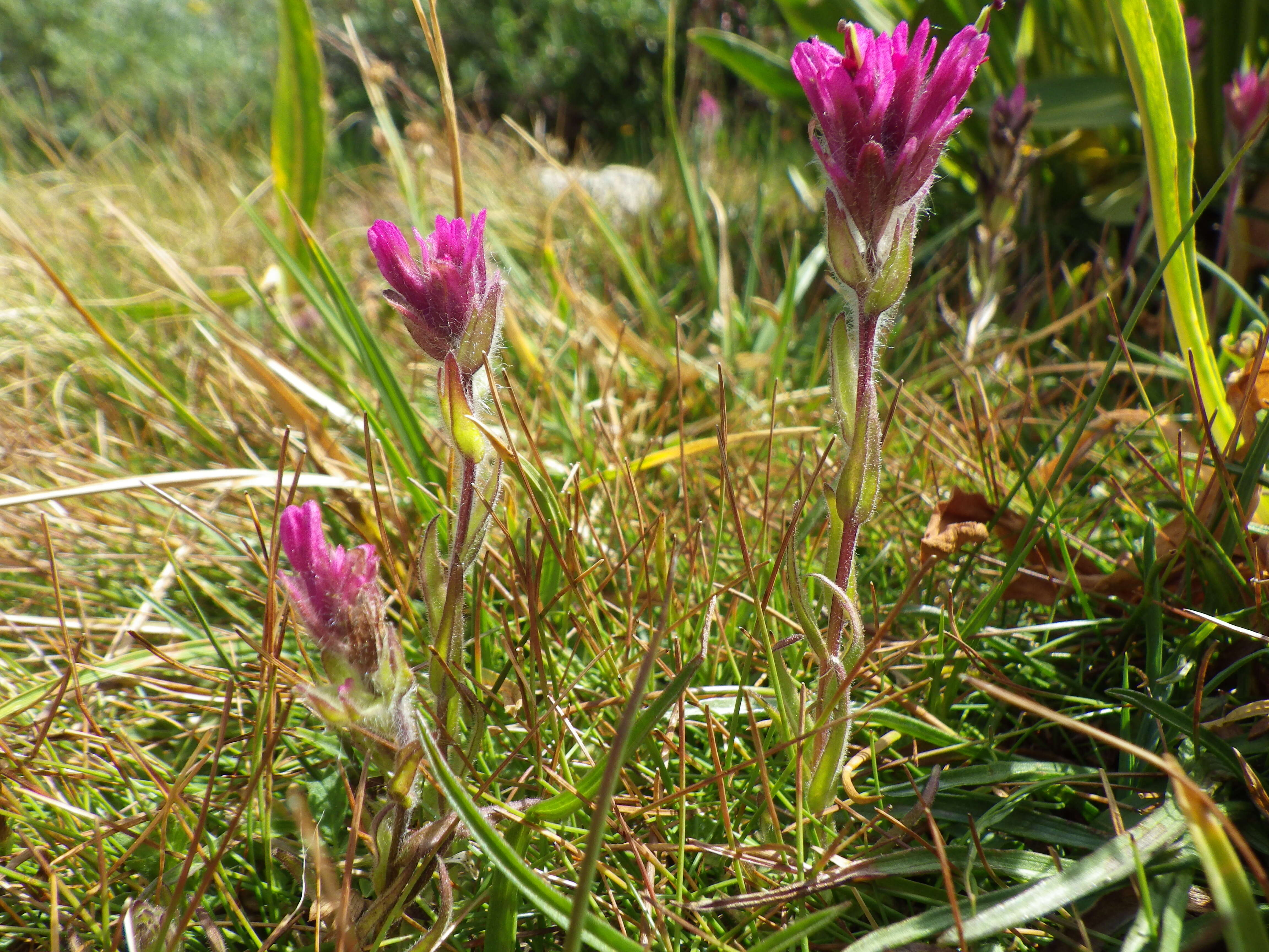 Image of Lemmon's Indian paintbrush