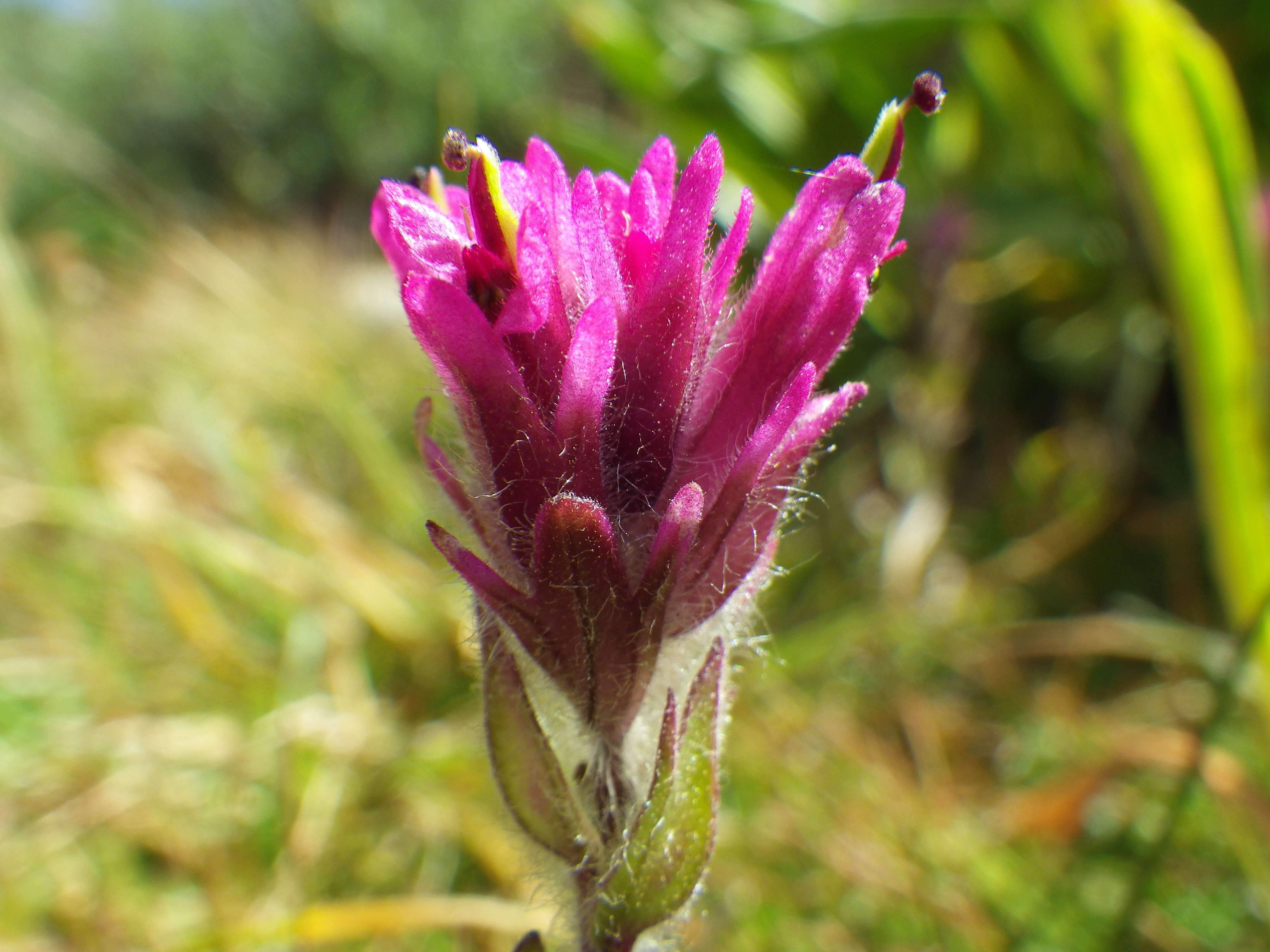 Image of Lemmon's Indian paintbrush