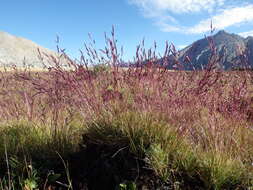 Image of shorthair reedgrass