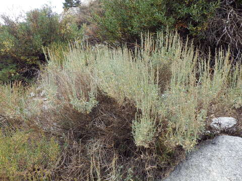 Image of timberline sagebrush