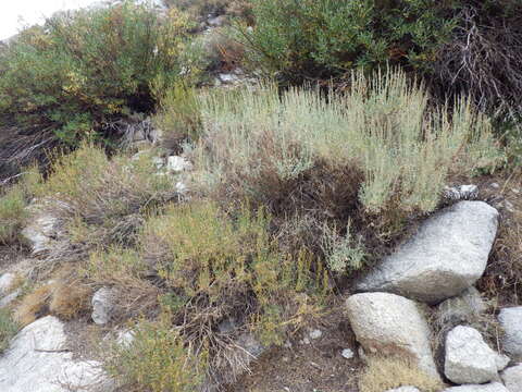 Image of timberline sagebrush