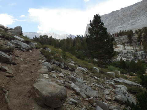 Image of timberline sagebrush