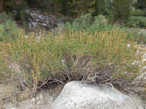 Image of timberline sagebrush