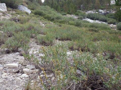 Image of timberline sagebrush