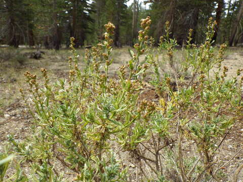 Image of timberline sagebrush