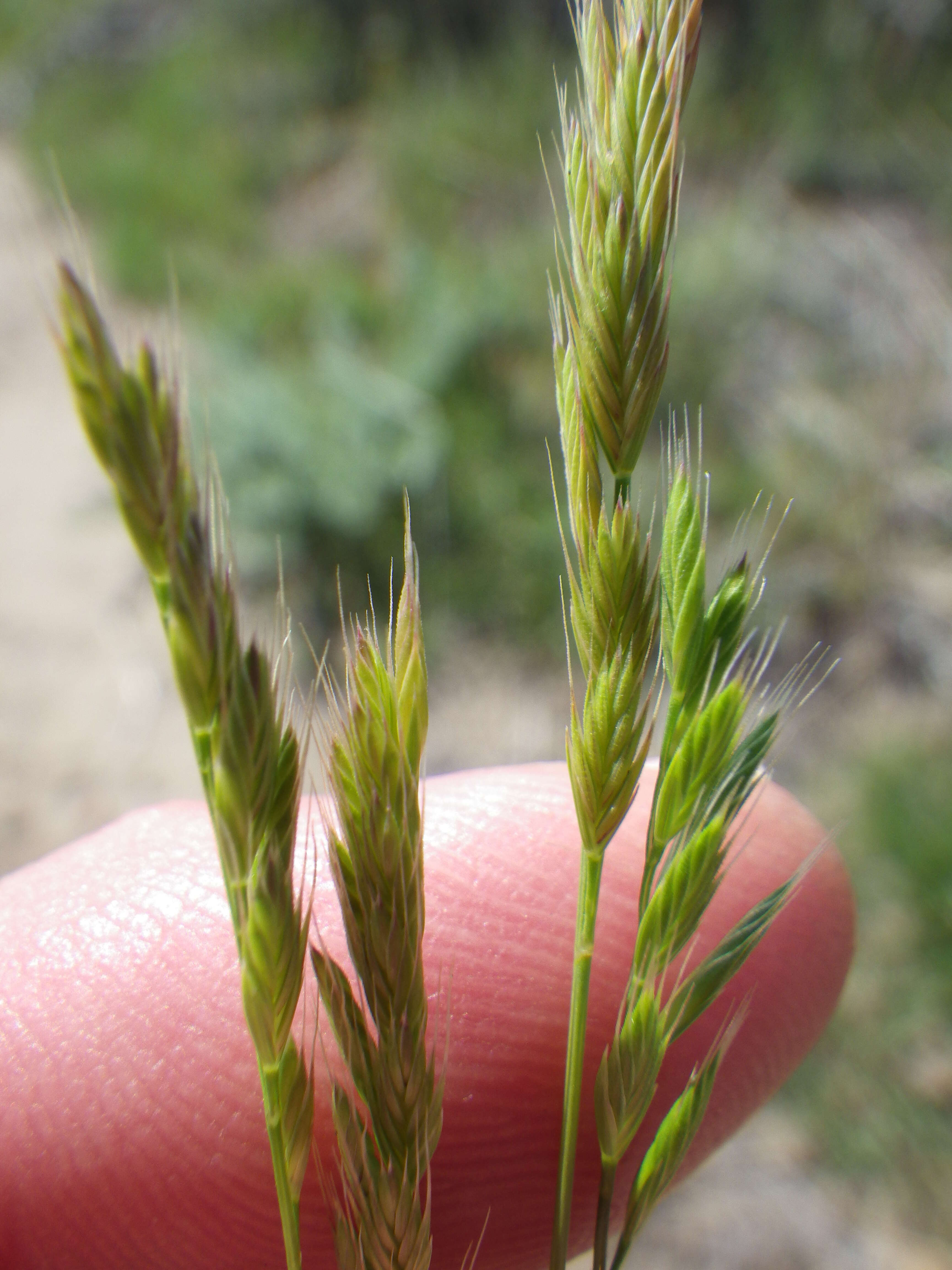 Image of Pullout Grass