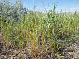 Image of Pullout Grass