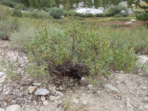 Image of timberline sagebrush