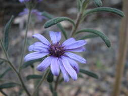 Olearia asterotricha F. Müll. resmi