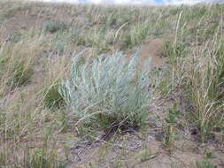 Image of longleaf wormwood