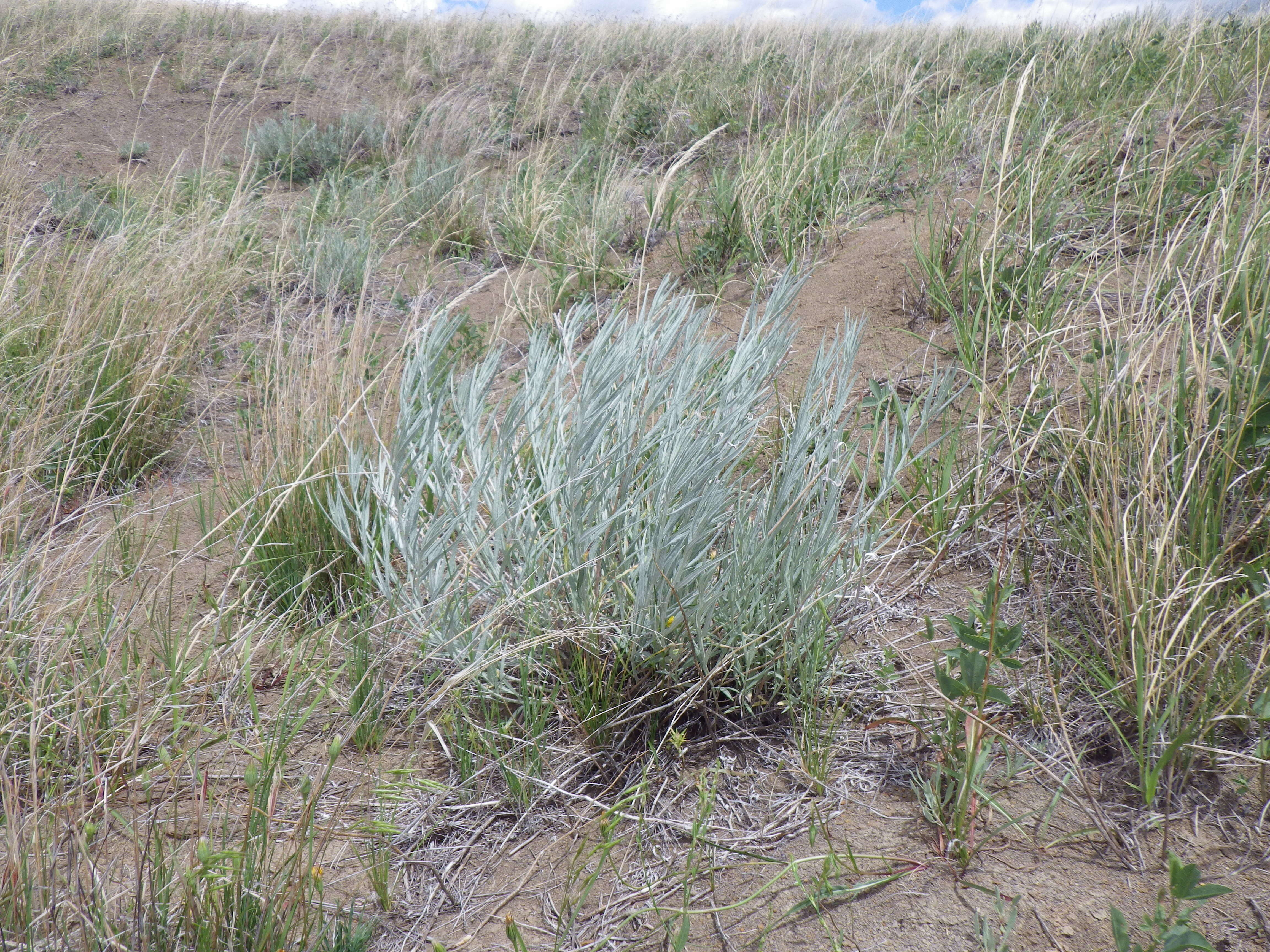 Image de Artemisia longifolia Nutt.