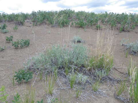 Image de Artemisia longifolia Nutt.