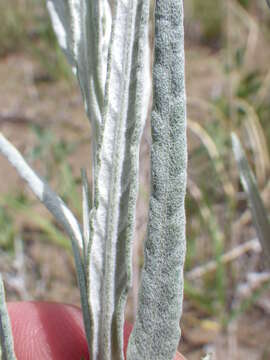 Image of longleaf wormwood