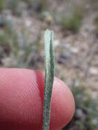 Image of buff fleabane