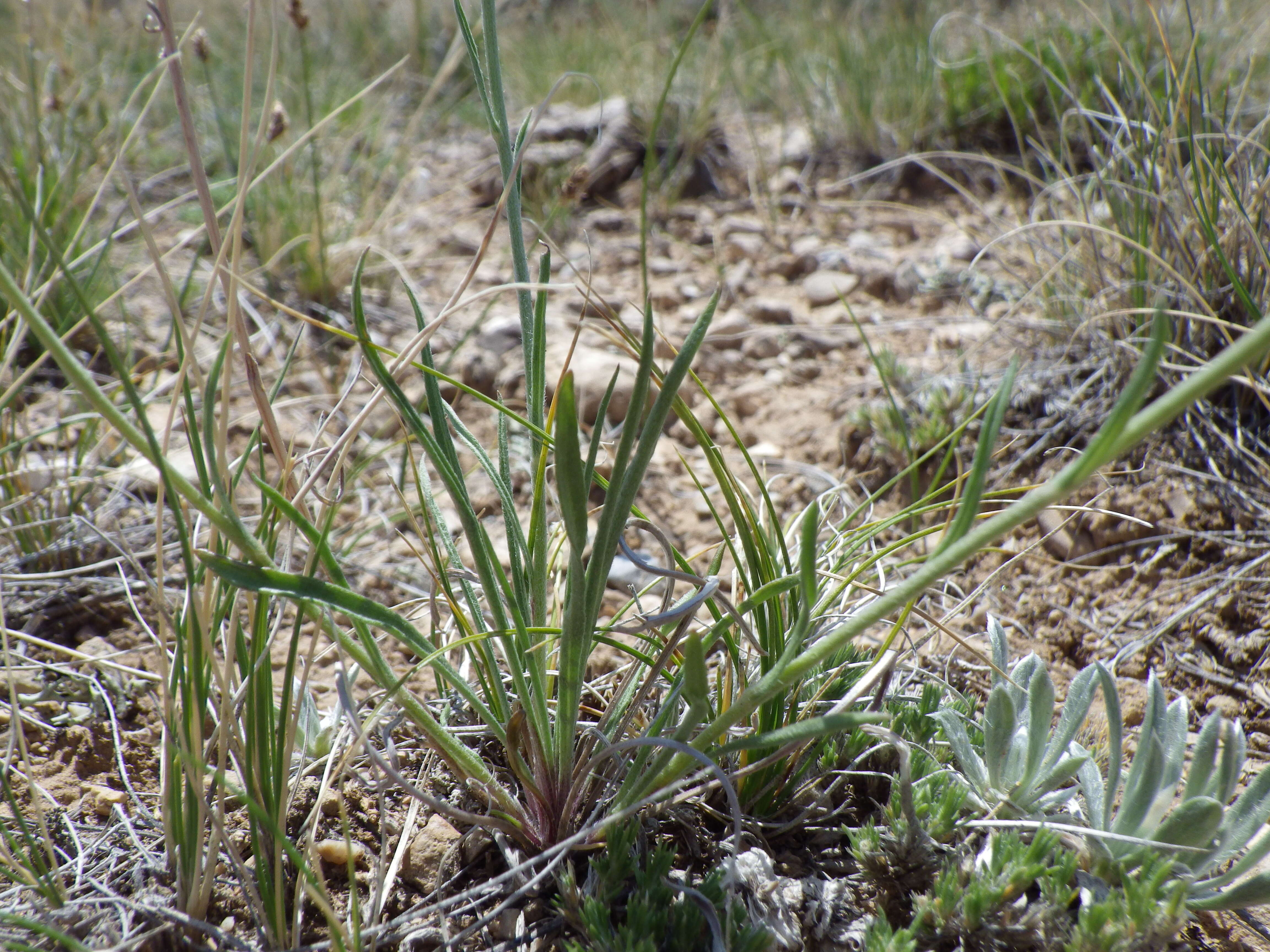 Imagem de Erigeron ochroleucus Nutt.