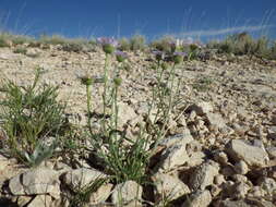 Imagem de Erigeron ochroleucus Nutt.