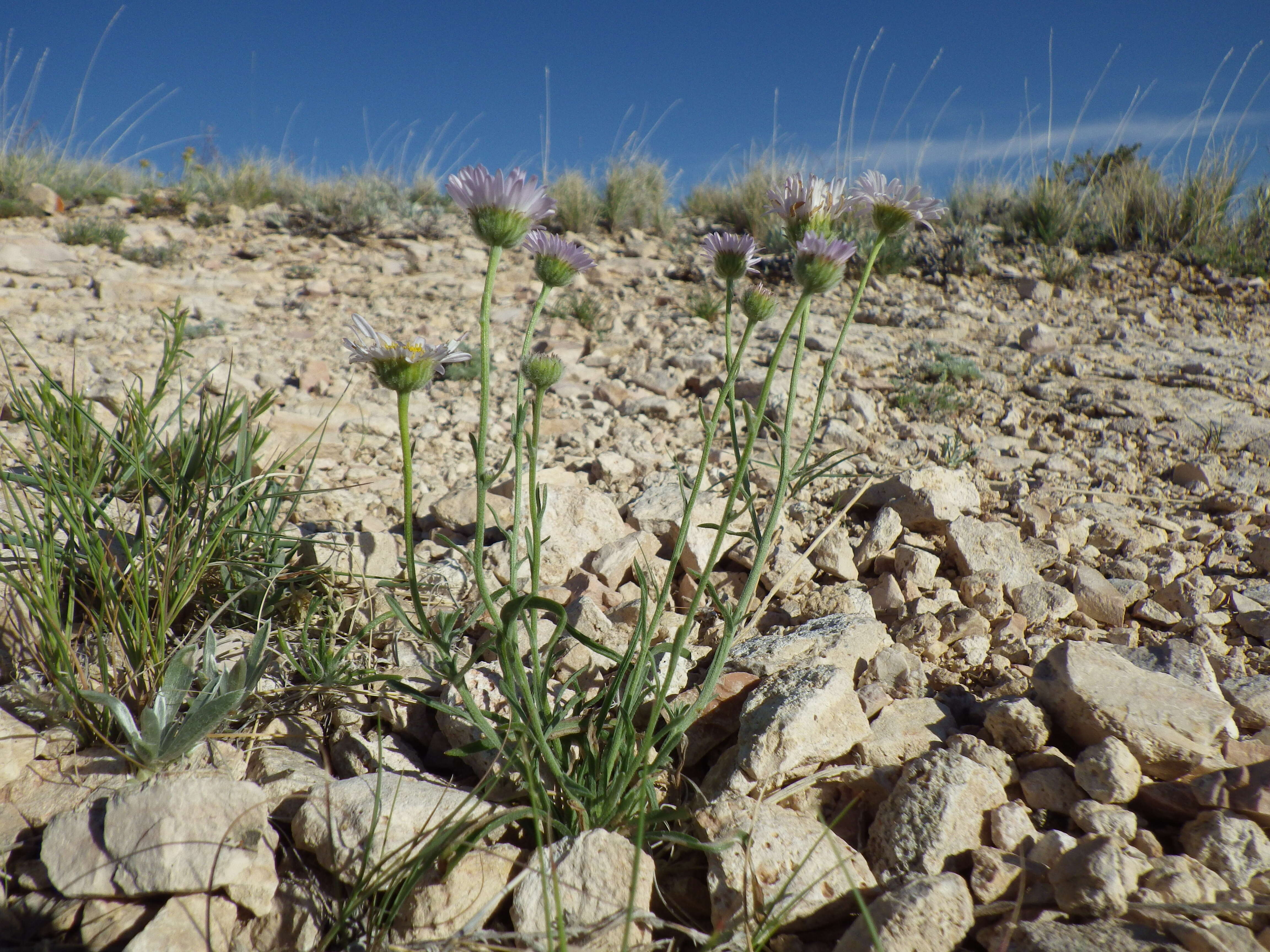 Image of buff fleabane