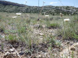 Image of buff fleabane