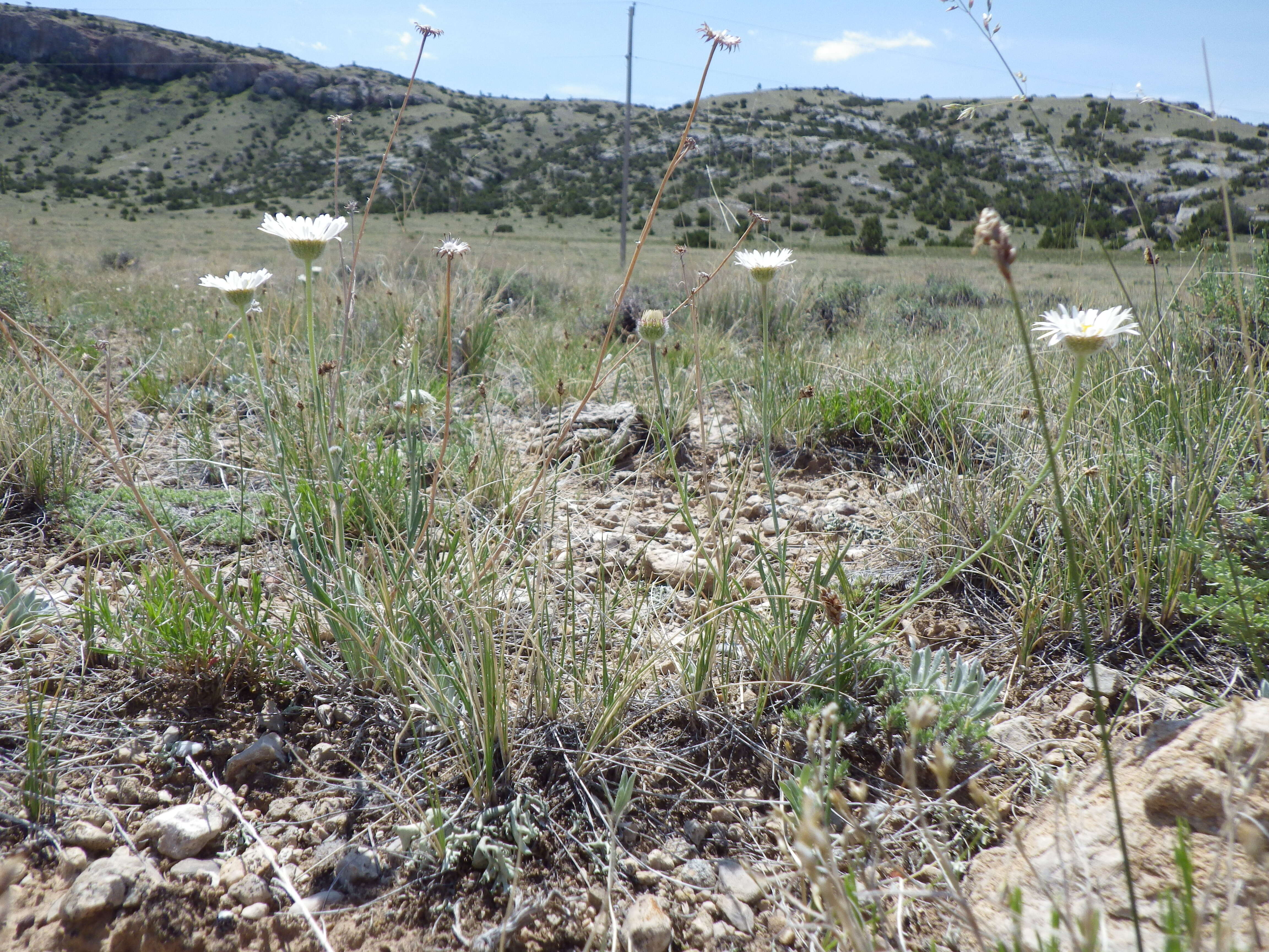 Imagem de Erigeron ochroleucus Nutt.