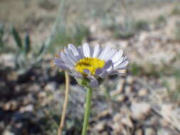 Image of buff fleabane