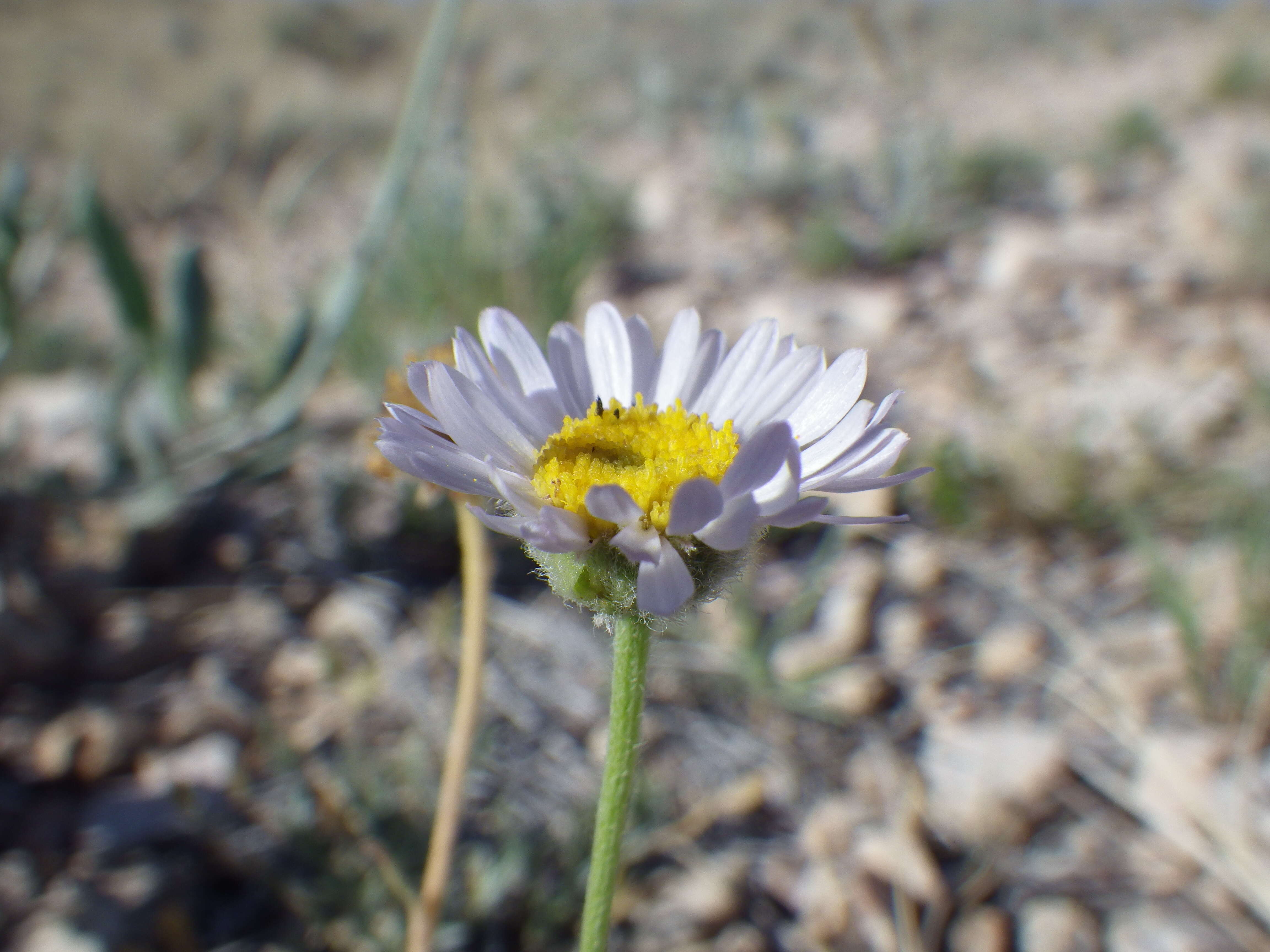 Imagem de Erigeron ochroleucus Nutt.