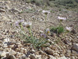 Imagem de Erigeron ochroleucus Nutt.