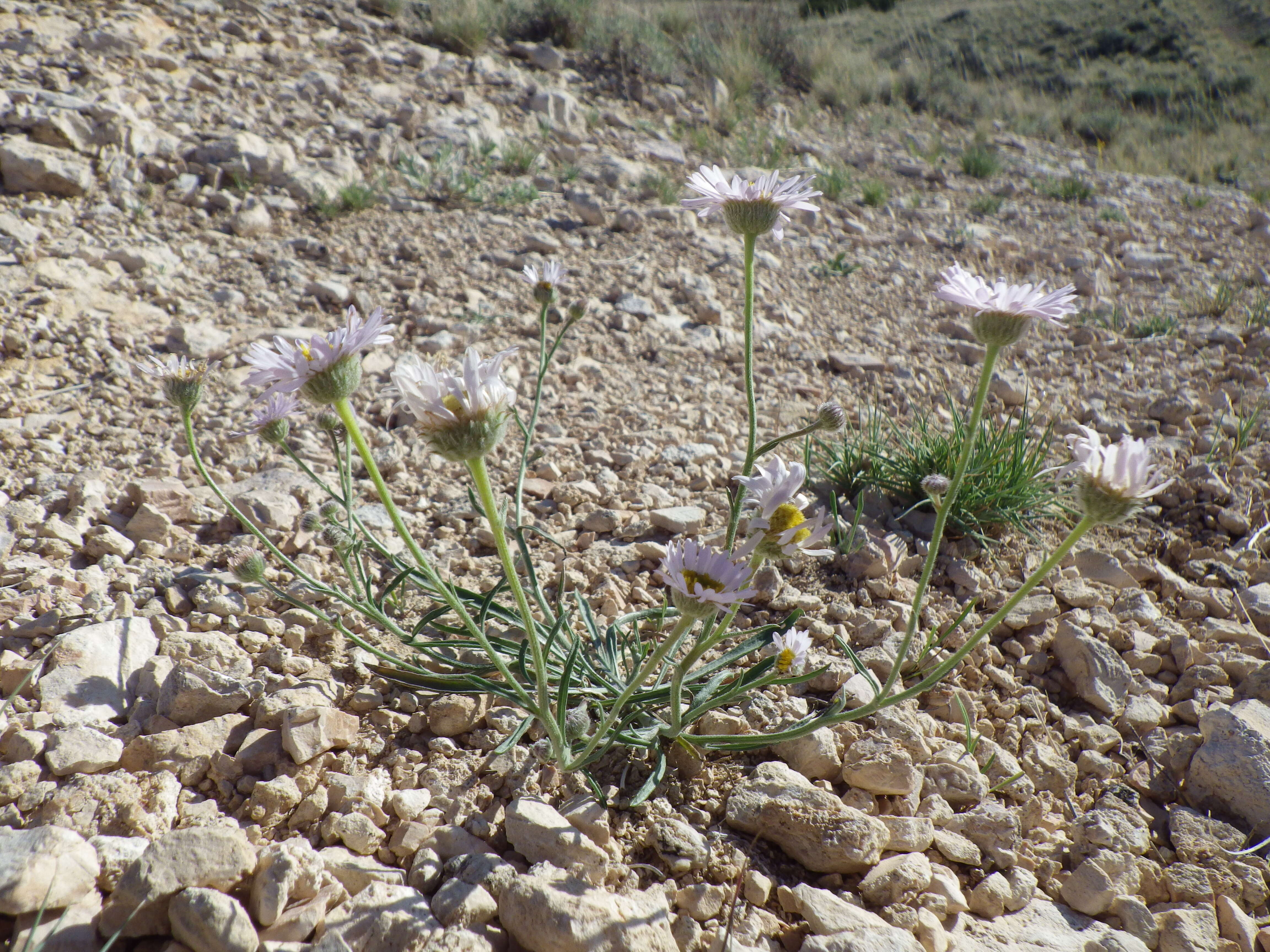 Image of buff fleabane